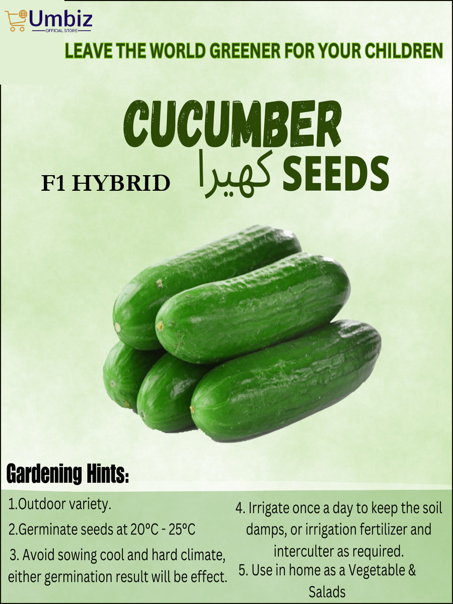Hybrid Cucumber Seeds ( Kheera ) – Fresh, High Yield & Fast Growing Vegetable Seeds | Disease-Resistant, Easy to Grow, Quick Germination | Ideal for Home & Kitchen Garden, Pickling, Salads, Organic, Full Sun, Early Harvest, Continuous Yield Umbiz