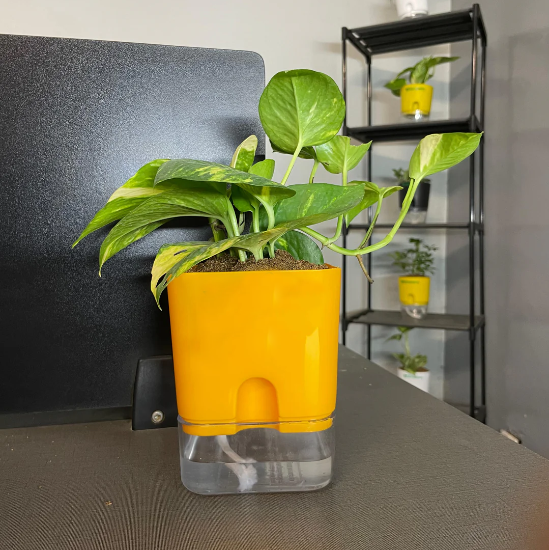 Self Watering Pots for Indoor & Outdoor Plants -Square Shape Elegant Design - Home Decor (Pack Of 1) Umbiz