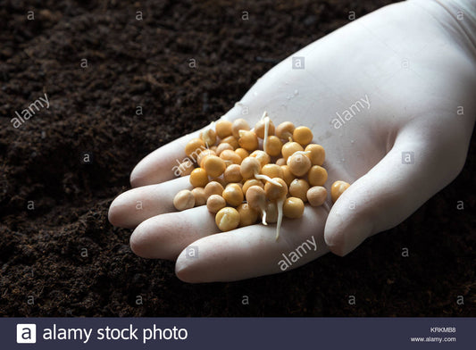 Peas (Mattar) Vegetables Seeds - Seeds Vegetables Packet - Excellent Germination - Healthy Vegetable Umbiz
