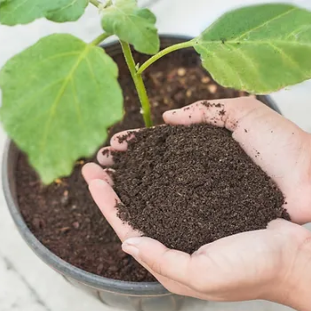 WESTLAND VERMICOMPOST FERTILIZER 1 KG BAG WITH FREE GIFT - Organic Fertilizer For Plants - Promotes Healthy & Strong Root System Development (100% Organic & IMPORTED)