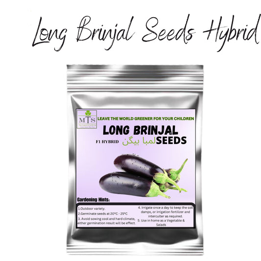 Top Quality Fresh Hybrid Long Brinjal Seeds - Easy to Grow, High Nutrition Umbiz