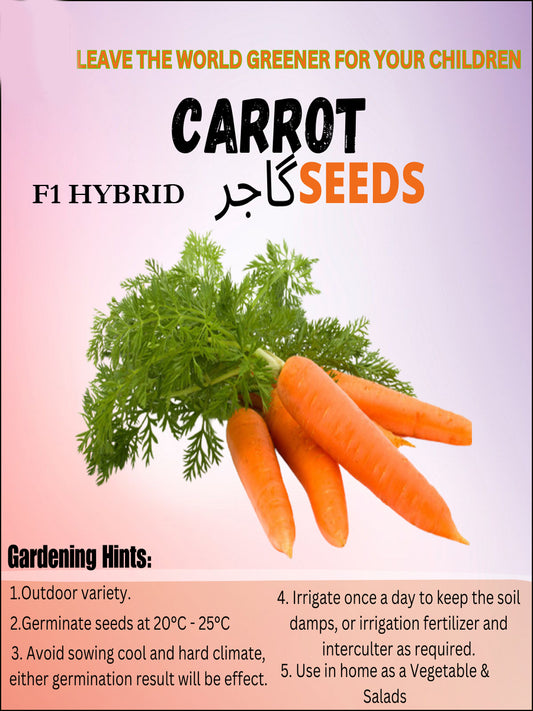 Top Quality Hybrid Carrot Seeds - Easy to Grow, High Nutrition UMBIZ