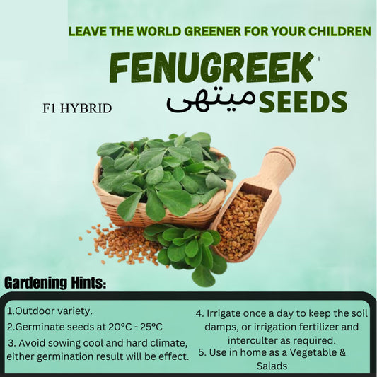 Top Quality Fresh Hybrid Fenugreek (Methi) Seeds - Easy to Grow, High Nutrition UMBIZ