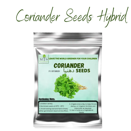 Top Quality Fresh Hybrid Coriander Seeds - Easy to Grow, High Nutrition Umbiz