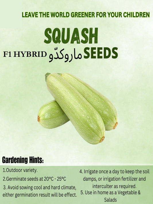 op Quality Fresh Hybrid Squash Seeds - Easy to Grow, High Nutrition Umbiz