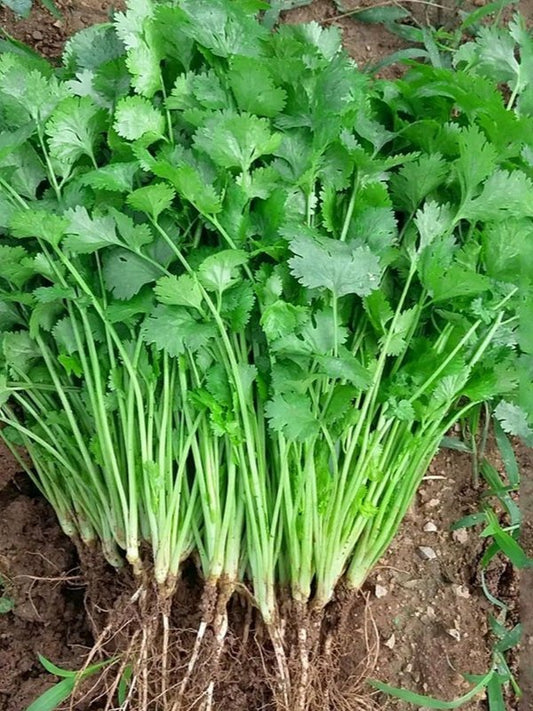 Top Quality Fresh Hybrid Coriander Seeds - Easy to Grow, High Nutrition Umbiz