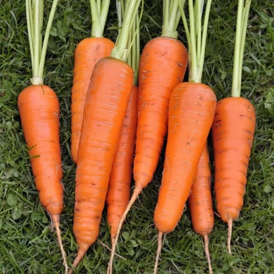 Carrot (Gajjar) Vegetables Seeds - Seeds Vegetables Packet - Excellent Germination - Healthy Vegetable Umbiz