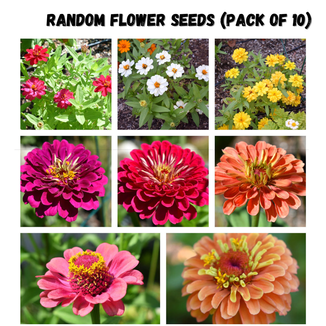 flower seeds for summer season Random Summer Flowers Seeds (Pack Of 10)