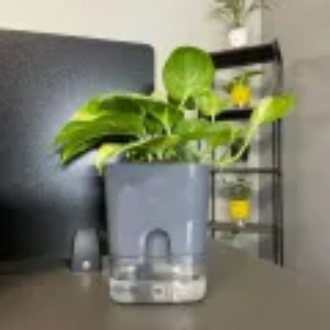 Self Watering Pots for Indoor & Outdoor Plants -Square Shape Elegant Design - Home Decor (Pack Of 1) Umbiz