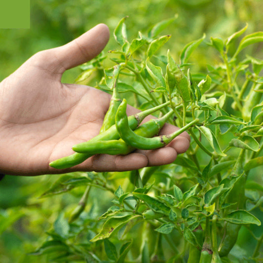 Top Quality Fresh Hybrid Green Chilli Seeds - Easy to Grow, High Nutrition Umbiz