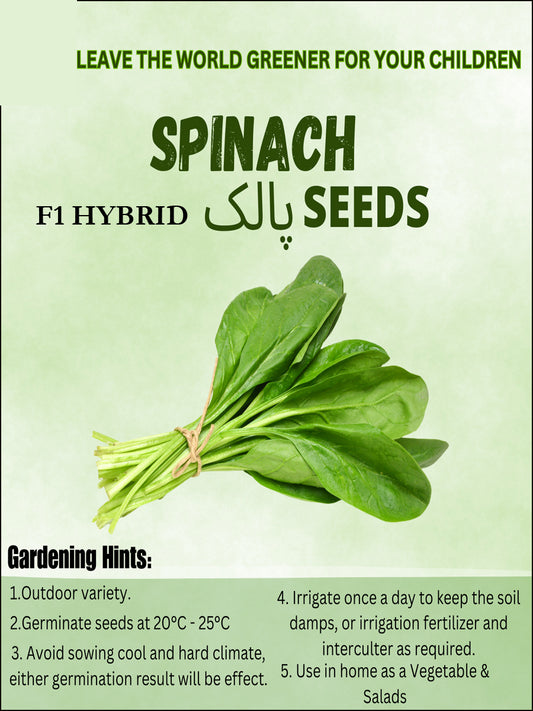Spinach (Palak) Vegetables Seeds - Seeds Vegetables Packet - Excellent Germination - Healthy Vegetable