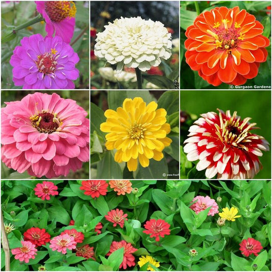 Random Summer Flowers Seeds (Pack Of 10) - High Quality Colorful Flower Seeds Umbiz