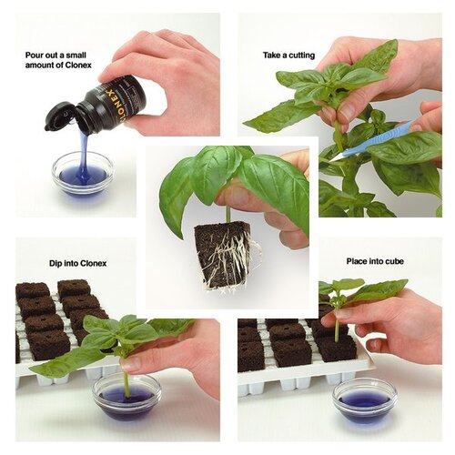 HYDROPONICS Clonex Gel Sachet 10 ML (ORIGINAL USA IMPORTED) Umbiz