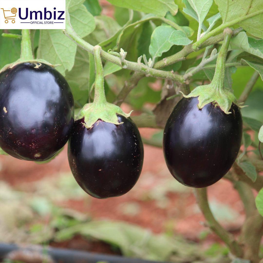 Top Quality Fresh Hybrid Round Brinjal Seeds - Easy to Grow, High Nutrition Umbiz