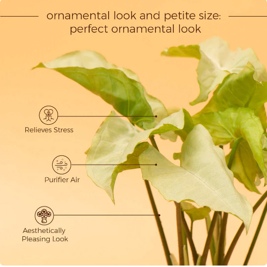 Syngonium Pixie White Butterfly With Self Watering Pot