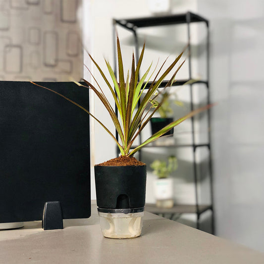 Marginata Plant With Self Watering Pot