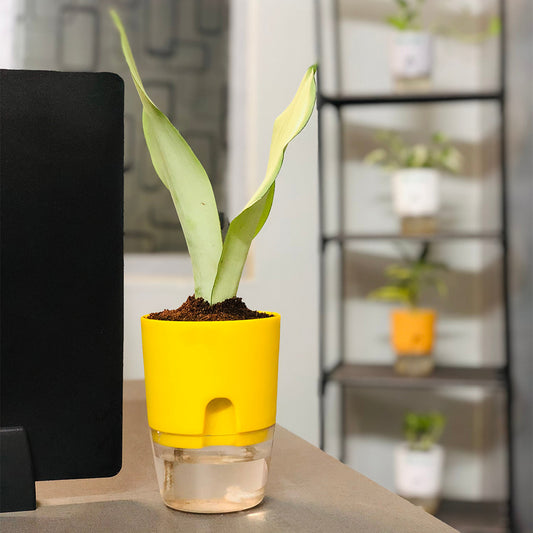 Sansevieria Moonshine (Snake Moonshine) Plant With Self Watering Pot