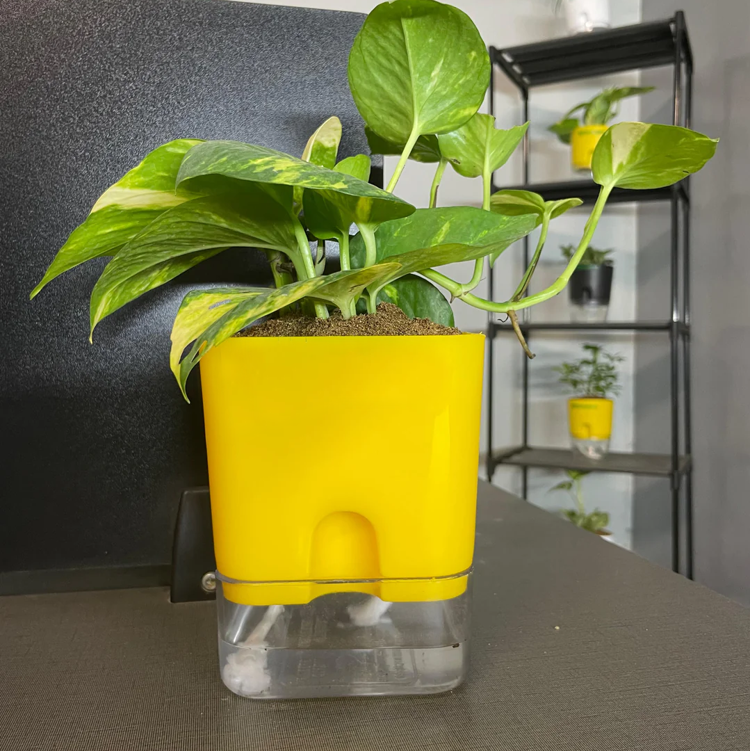Self Watering Pots for Indoor & Outdoor Plants -Square Shape Elegant Design - Home Decor (Pack Of 1) Umbiz