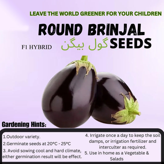 Top Quality Fresh Hybrid Round Brinjal Seeds - Easy to Grow, High Nutrition Umbiz
