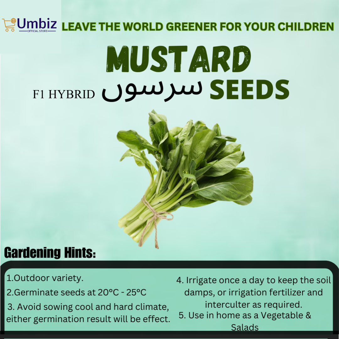 Hybrid Mustard Seeds – ( Sarson beej ) | Fresh, High Yield & Fast Growing Vegetable Seeds | Easy to Grow, Quick Germination, Dual-Purpose Mustard Greens & Seeds | Organic, Nutrient-Rich, Cool Season Seeds for Kitchen Garden, Salad & Farming UMBIZ STORE