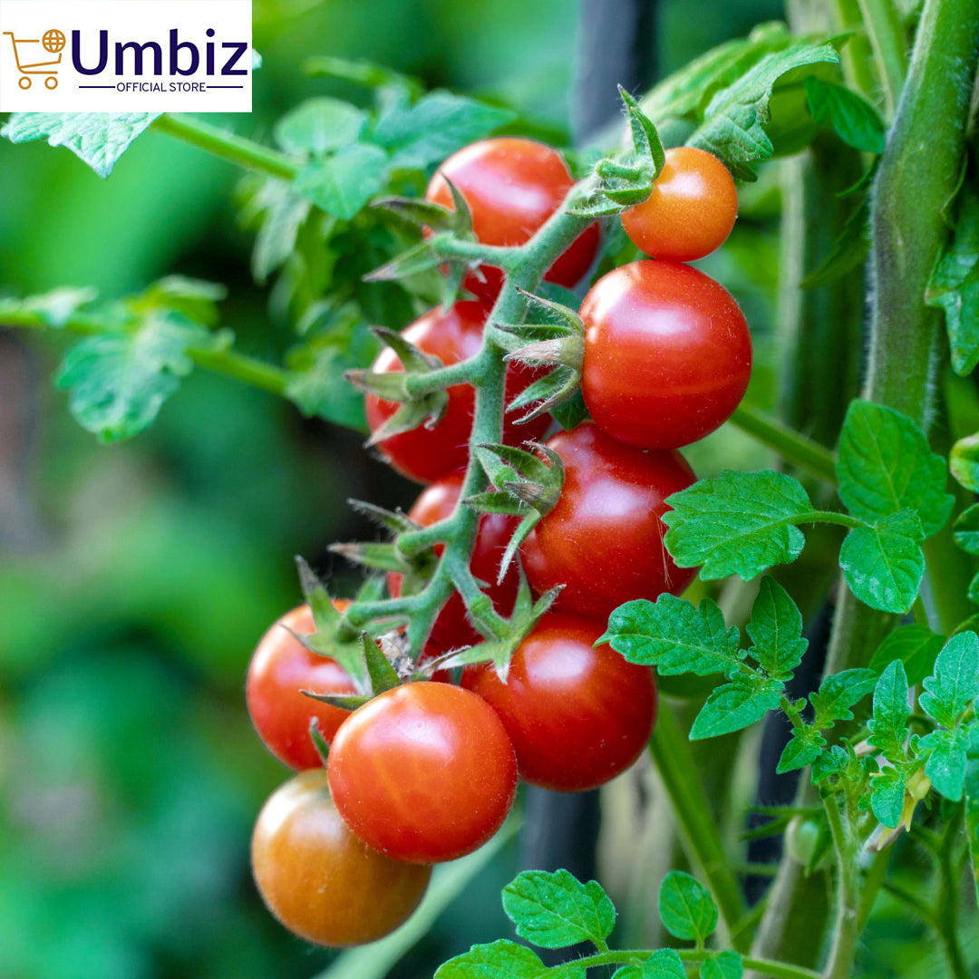 Top Quality Fresh Hybrid Tomato Seeds - Easy to Grow, High Nutrition Umbiz