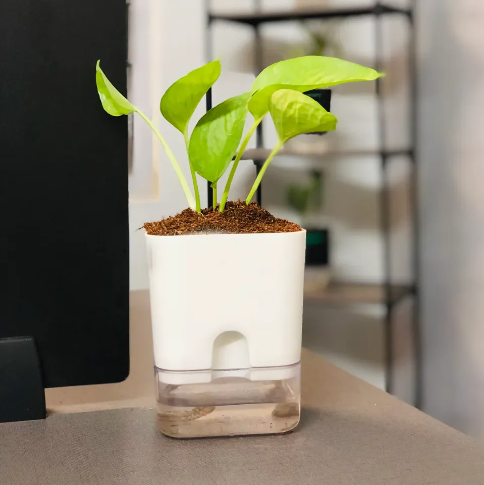 Self Watering Pots for Indoor & Outdoor Plants -Square Shape Elegant Design - Home Decor (Pack Of 1) Umbiz