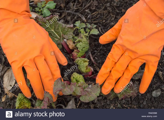 Gardening Gloves - Latex Rubber Gardening Hand Gloves - Multipurpose Cleaning Gloves (1 Pair) Orange UMBIZ