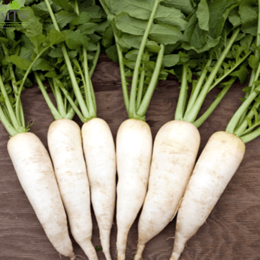 Top Quality Hybrid Raddish Seeds - Easy to Grow, High Nutrition Umbiz