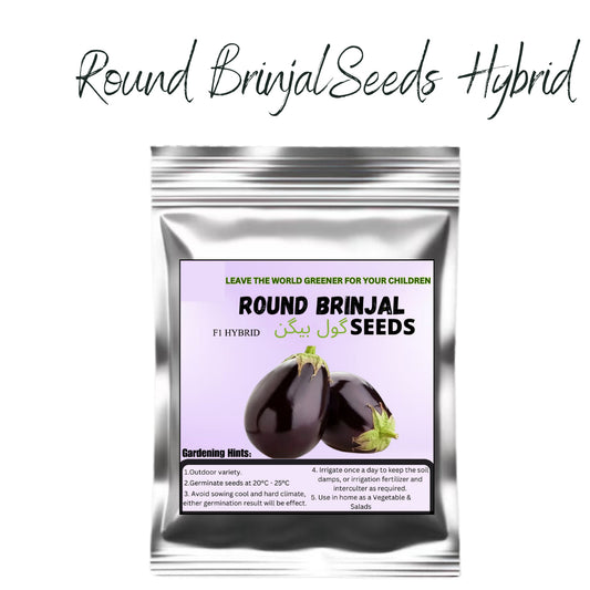 Top Quality Fresh Hybrid Round Brinjal Seeds - Easy to Grow, High Nutrition Umbiz