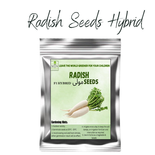Top Quality Hybrid Raddish Seeds - Easy to Grow, High Nutrition Umbiz