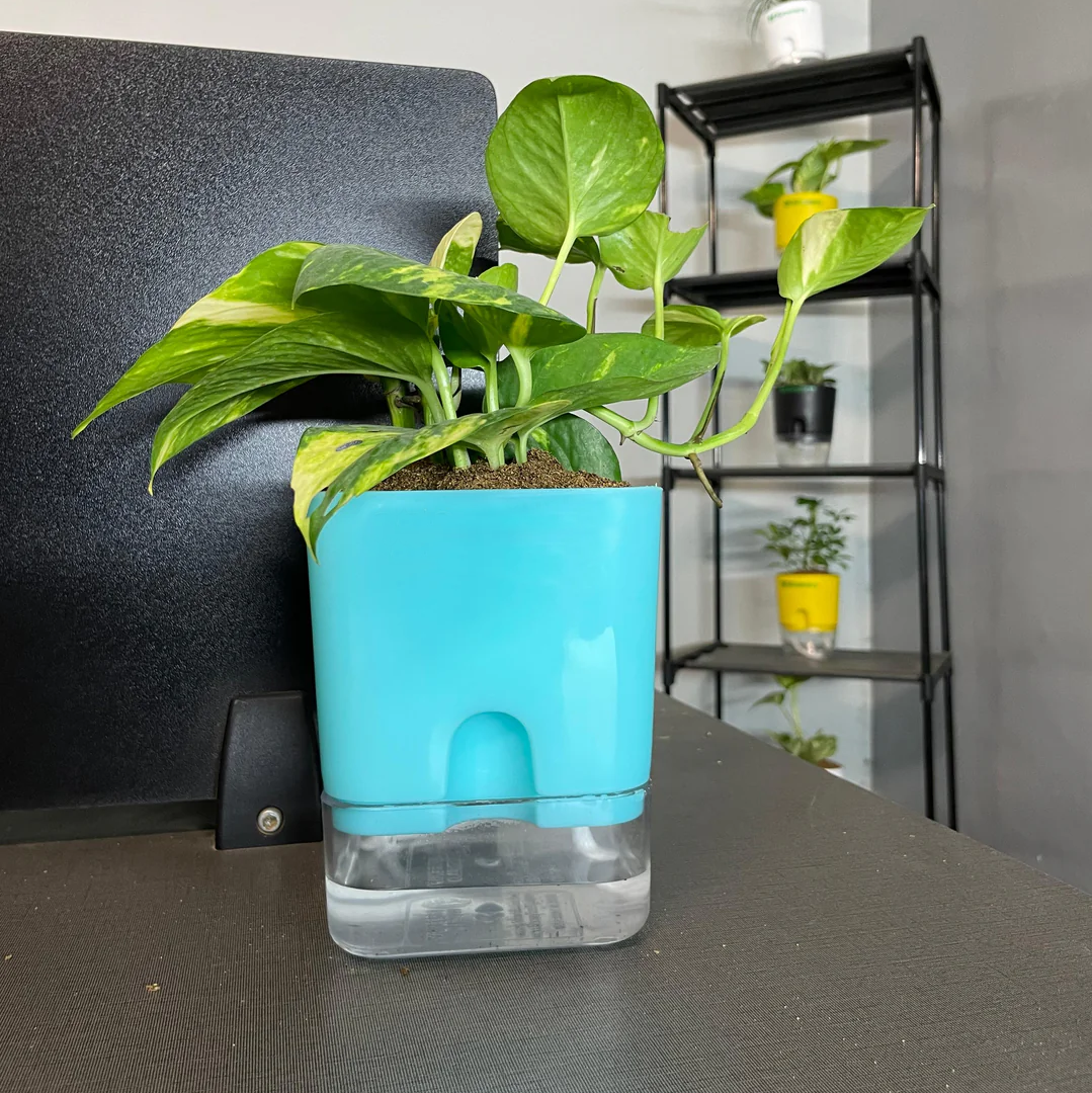Self Watering Pots for Indoor & Outdoor Plants -Square Shape Elegant Design - Home Decor (Pack Of 1) Umbiz