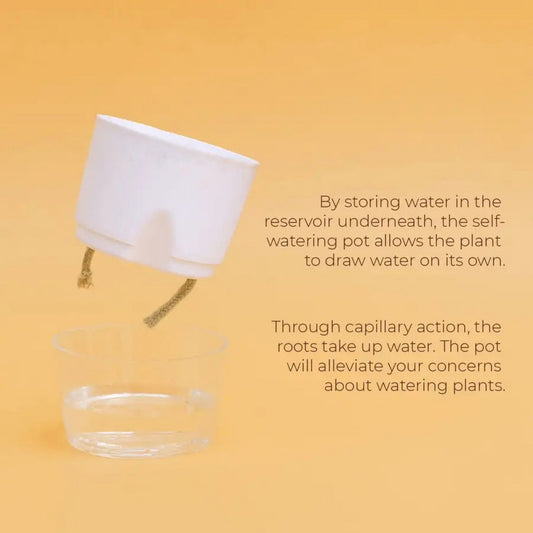 Set of 5 Self Watering Pot (Without Plant)