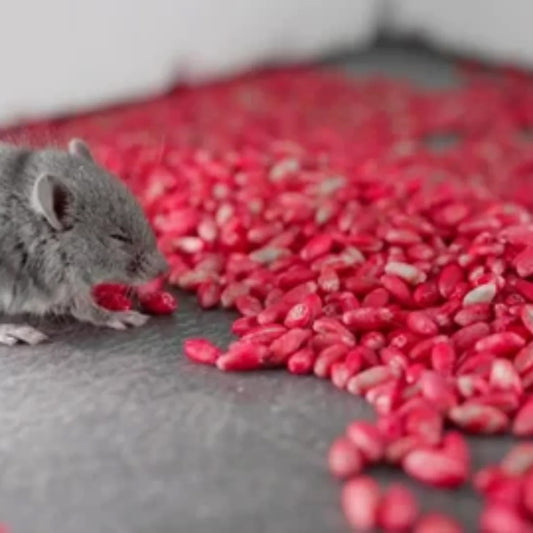 1 Pack Musal Rat Killer Bait – Strong Rat Poison for Home, Office & Warehouse | Fast-Acting Rodent Control Solution | Safe & Effective Pest Killer Umbiz