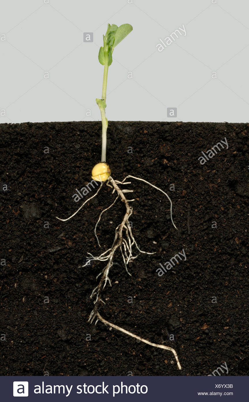Peas (Mattar) Vegetables Seeds - Seeds Vegetables Packet - Excellent Germination - Healthy Vegetable Umbiz