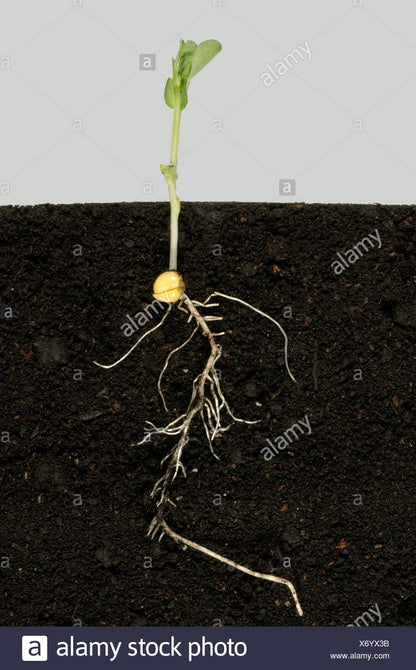 Peas (Mattar) Vegetables Seeds - Seeds Vegetables Packet - Excellent Germination - Healthy Vegetable Umbiz