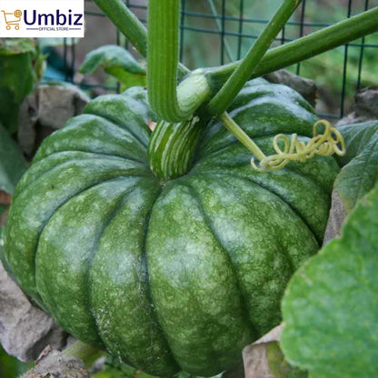 Top Quality Hybrid pumpkin Seeds - Easy to Grow, High Nutrition Umbiz