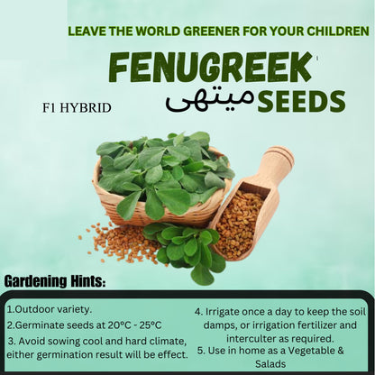 Top Quality Fresh Hybrid Fenugreek (Methi) Seeds - Easy to Grow, High Nutrition UMBIZ