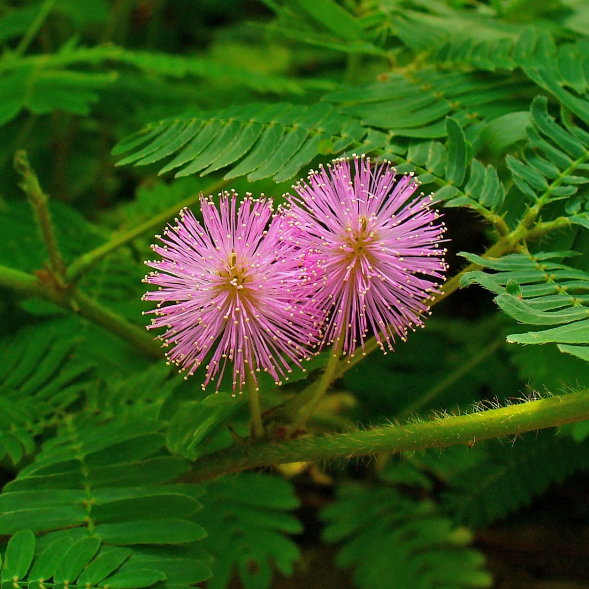 Random Summer Flowers Seeds (Pack Of 10) - High Quality Colorful Flower Seeds Umbiz