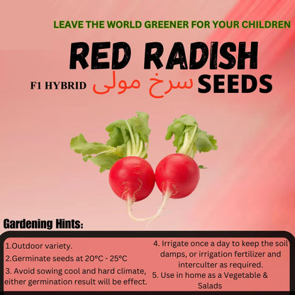 Top Quality Fresh Hybrid Red Radish (Mooli) Seeds - Easy to Grow, High Nutrition Umbiz