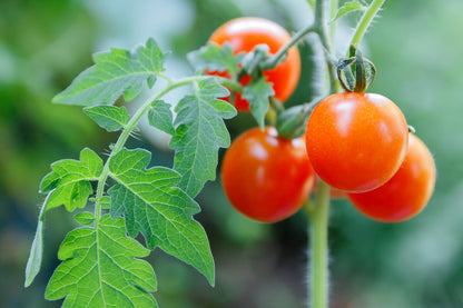 PEAT MOSS BLACK GOLD WITH PERLITE 1kg BAG IMPORTED Umbiz