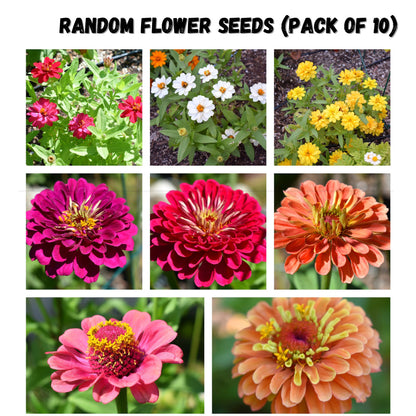 Random Summer Flowers Seeds (Pack Of 10) - High Quality Colorful Flower Seeds Umbiz