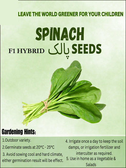 Top Quality Fresh Hybrid Spinach Seeds - Easy to Grow, High Nutrition Umbiz