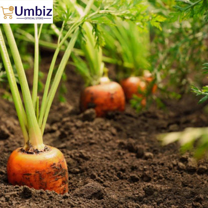 Top Quality Hybrid Carrot Seeds - Easy to Grow, High Nutrition UMBIZ