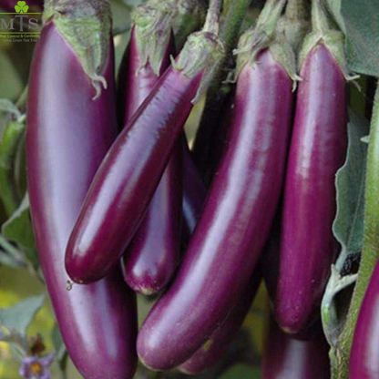 Top Quality Fresh Hybrid Long Brinjal Seeds - Easy to Grow, High Nutrition Umbiz