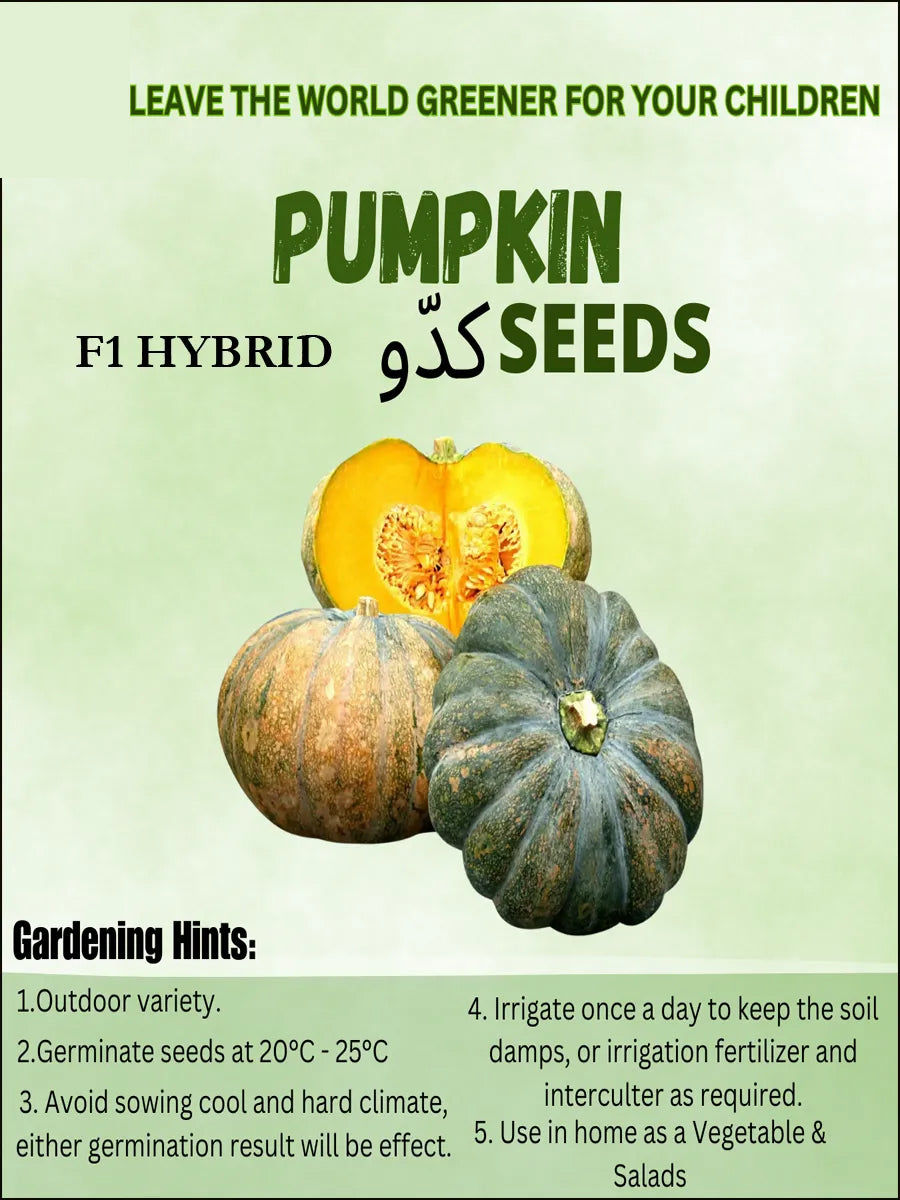 Top Quality Hybrid pumpkin Seeds - Easy to Grow, High Nutrition Umbiz