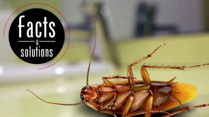 One Shot-(DDVP Plus 60 EC) 500ML Bottle Umbiz