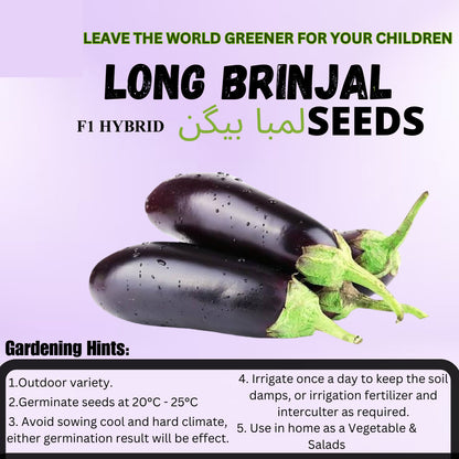 Top Quality Fresh Hybrid Long Brinjal Seeds - Easy to Grow, High Nutrition Umbiz