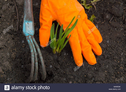 Gardening Gloves - Latex Rubber Gardening Hand Gloves - Multipurpose Cleaning Gloves (1 Pair) Orange UMBIZ