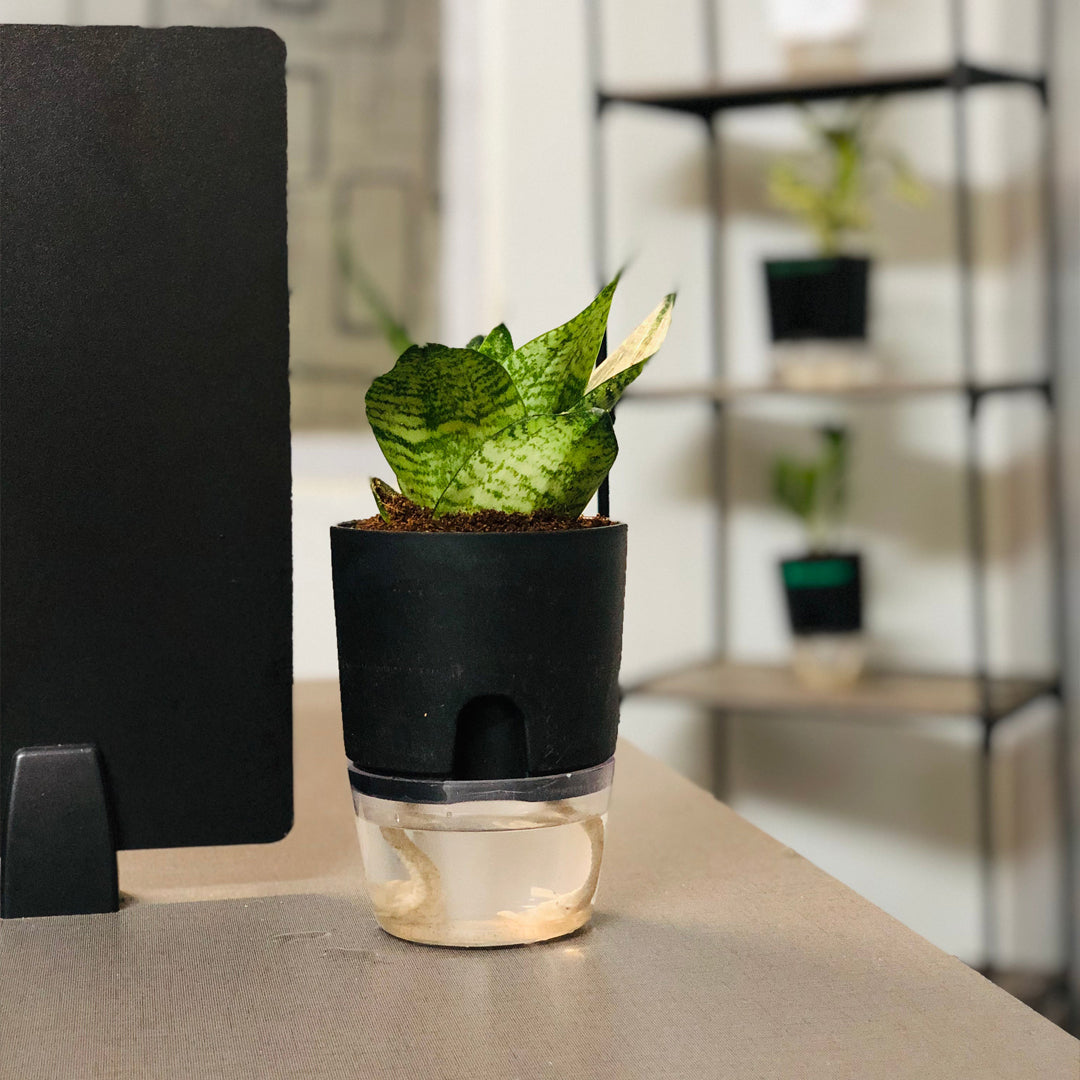 Sansevieria Green Snake Plant With Self Watering Pot