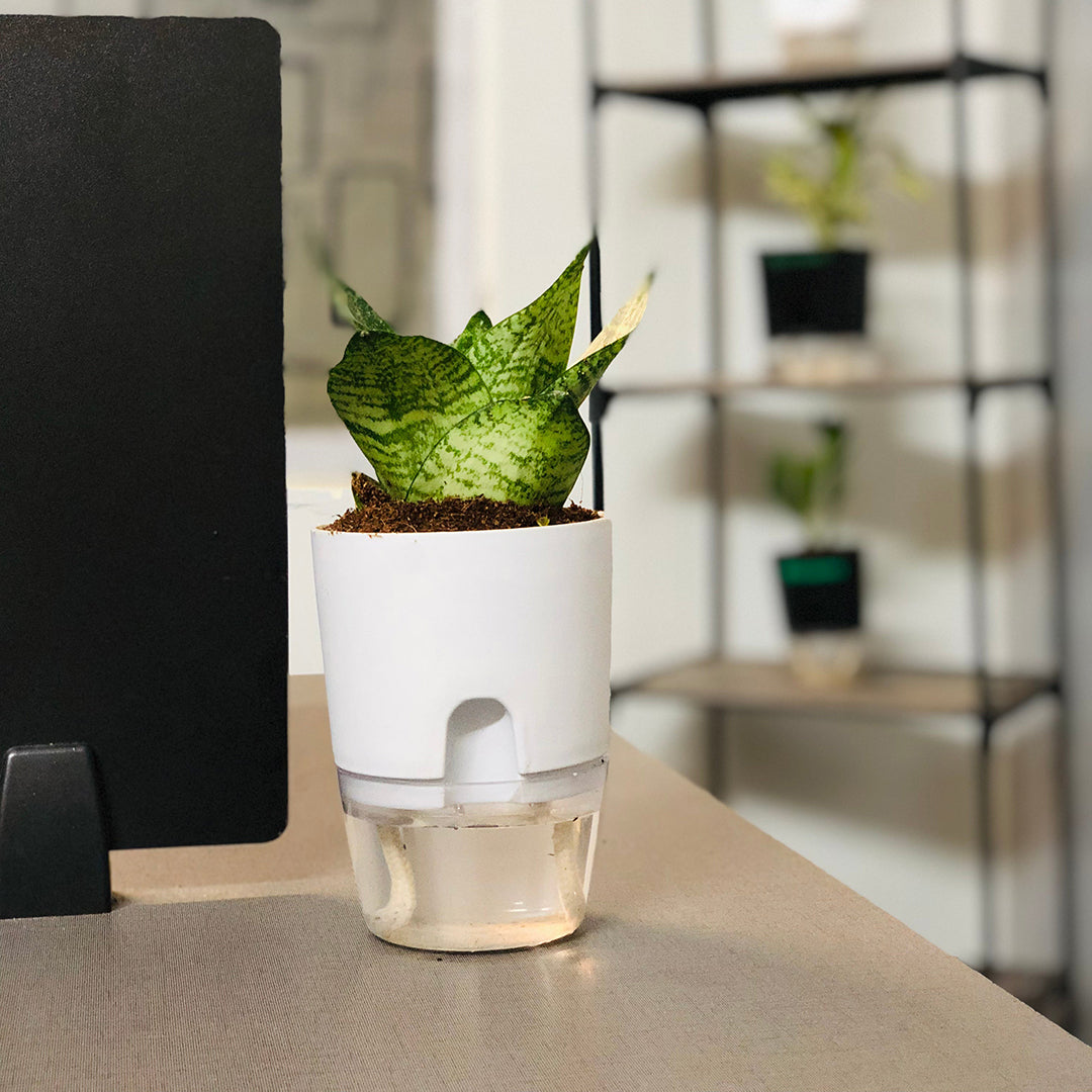 Sansevieria Green Snake Plant With Self Watering Pot